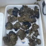 ENCOS Environmental & Coastal Services